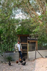 Man walking through corrugated iron fence with chicken enclosure in the background and chickens in the foreground.